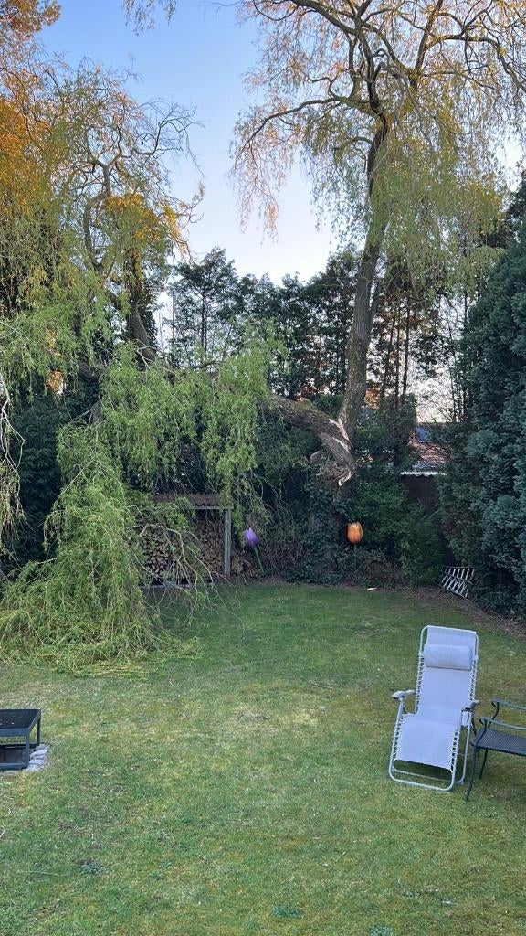 Brandhout, 6 m³ ou plus, Enlèvement, Autres essences de bois, Troncs d'arbres