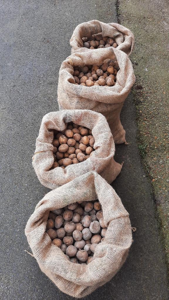 plantaardappelen, Ophalen