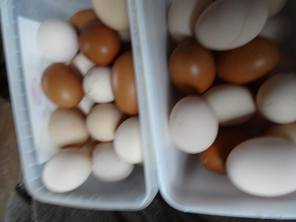 10 verse EIEREN van buitenlopers voor  €  2,00 ., Animaux & Accessoires, Volatiles, Poule ou poulet, Plusieurs animaux