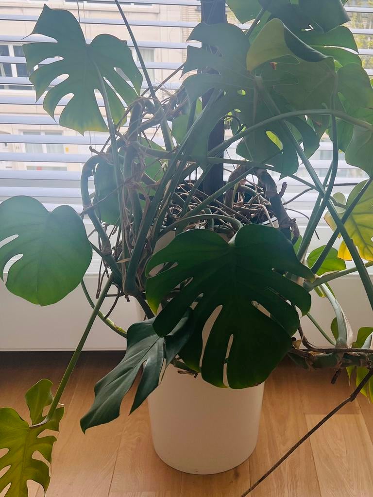 Grand et beau monstera - 2 pièces, Maison & Meubles, Plantes d'intérieur, Autres espèces, Moins de 100 cm, Plante verte, Ombre partielle