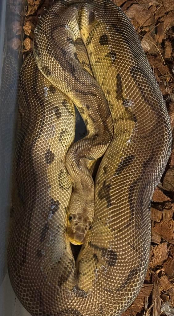 Ball python 1.0, Animaux & Accessoires