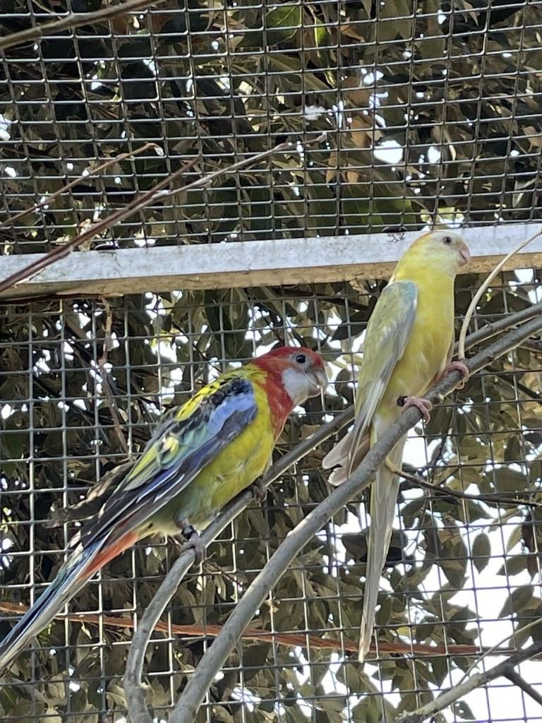 parkiet, Plusieurs animaux, Perruche, Bagué