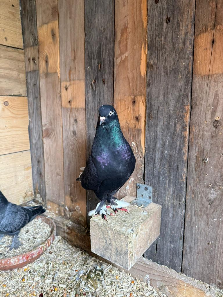 Alle takla duiven te koop