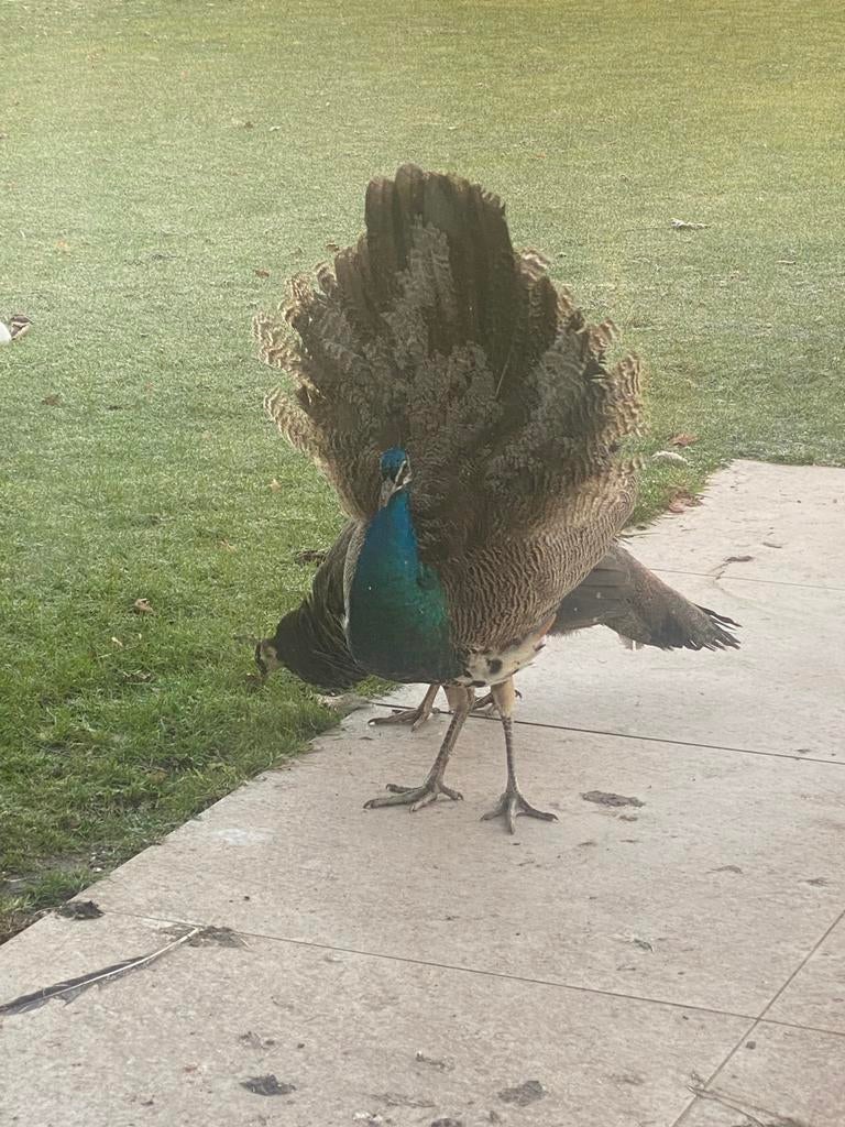 Paons à vendre — 2 mâles — 11 mois, Mâle, Autres espèces