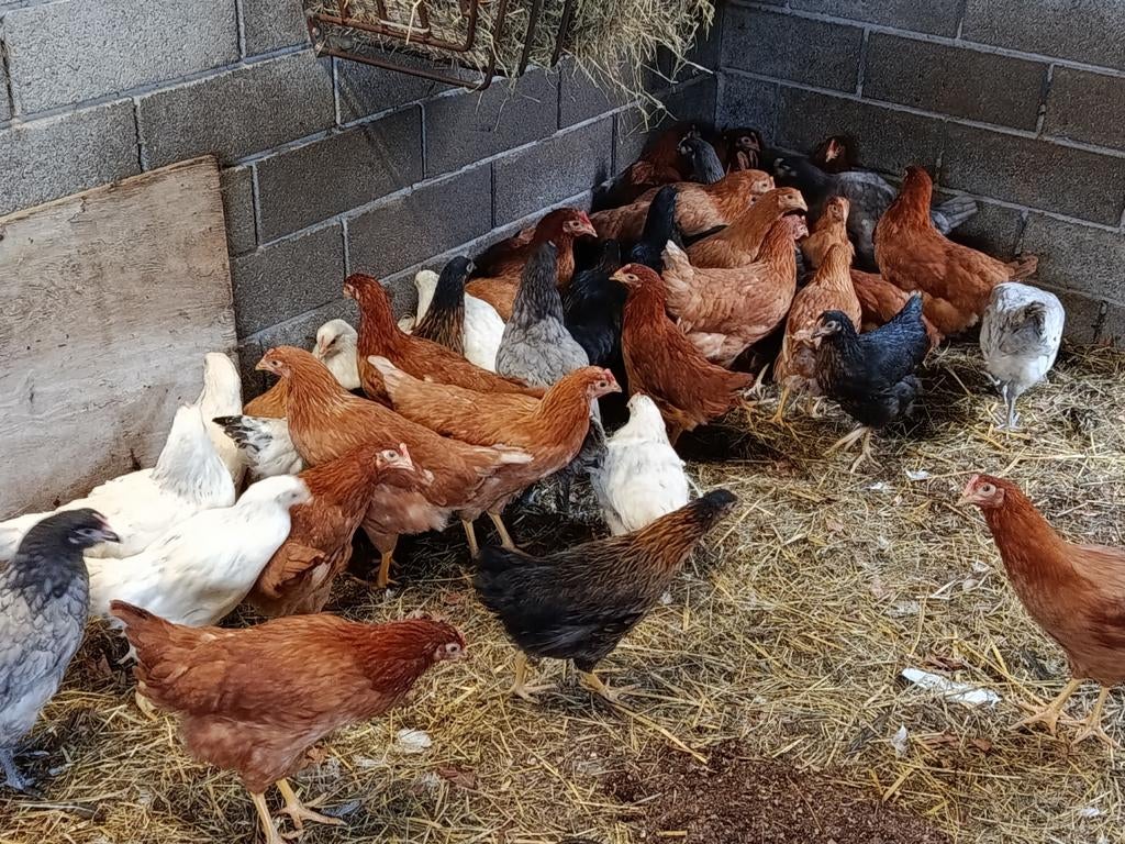 legkippen in alle kleuren !!!, Dieren en Toebehoren, Pluimvee, Kip