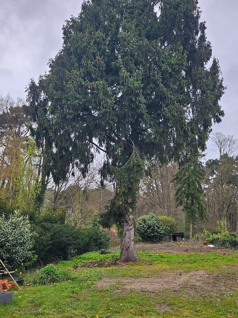 Om te kappen naaldbomen bomen, Tuin en Terras, Planten | Bomen, Ophalen