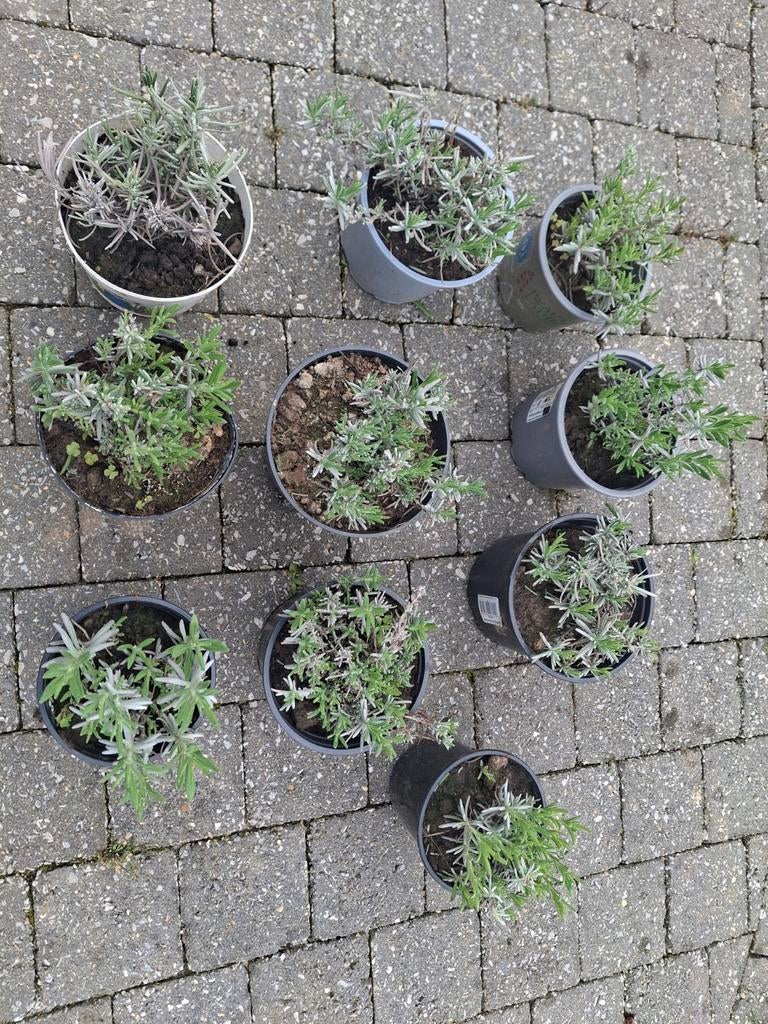 Lavendel, Tuin en Terras, Planten | Tuinplanten, Ophalen