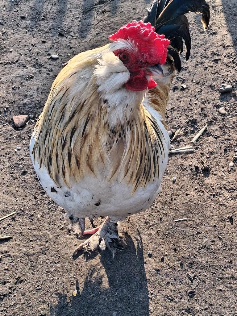 Rooster, Animaux & Accessoires, Mâle, Poule ou poulet