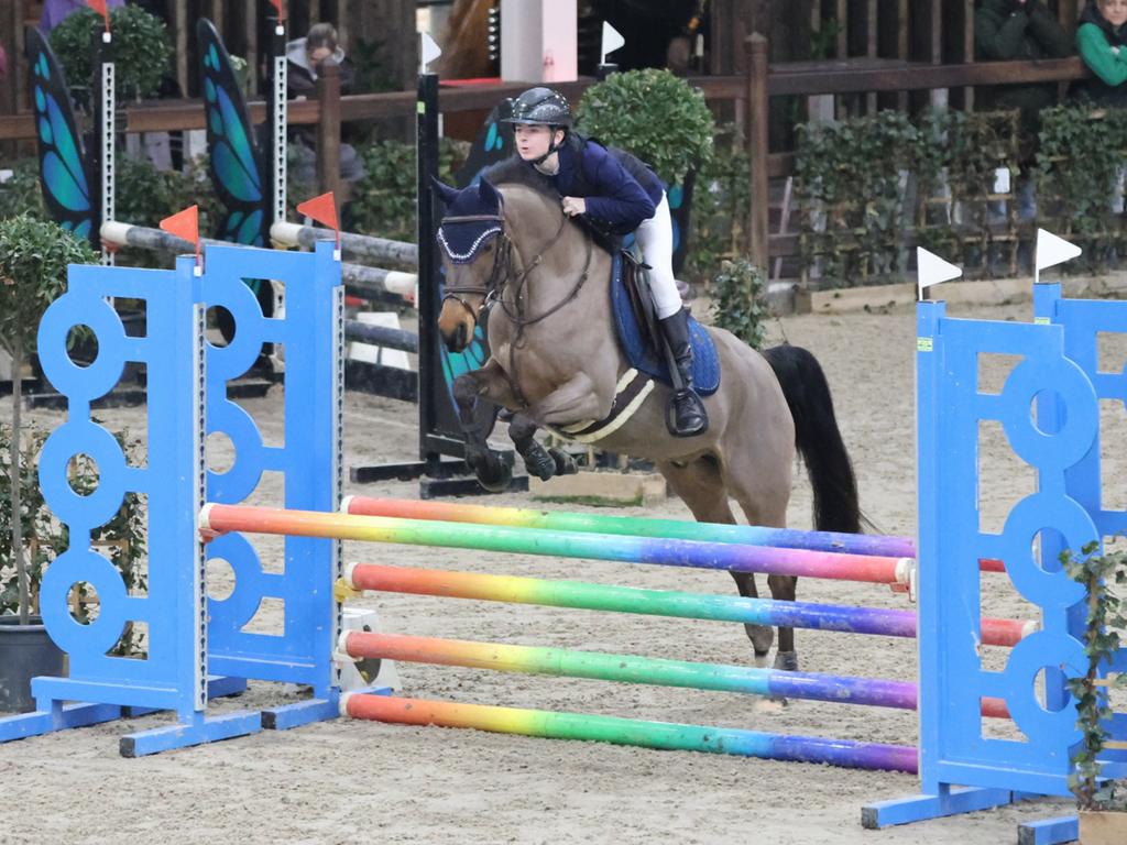 Artist Ilunio Golden Boy v/h rozenbos, Dieren en Toebehoren, Paarden, Ruin, Zadelmak, Minder dan 160 cm, Springpaard