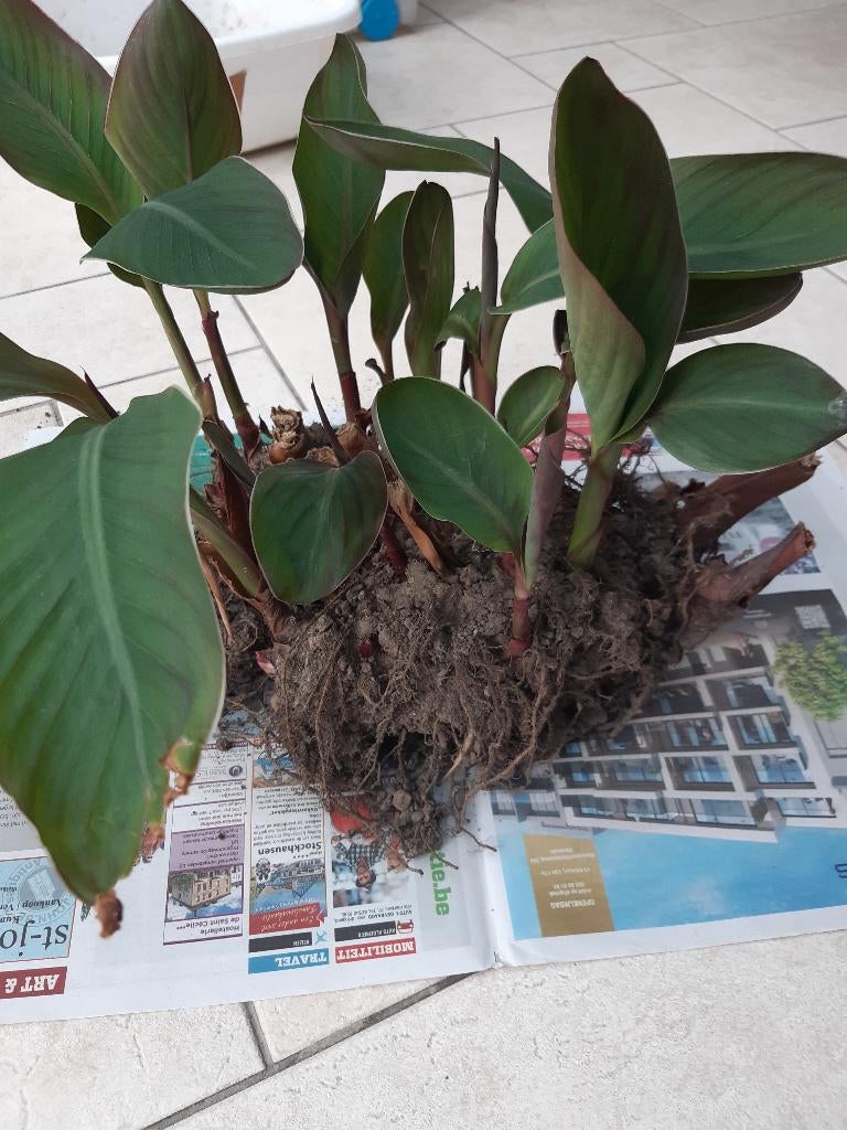 canna rood, Jardin & Terrasse, Enlèvement