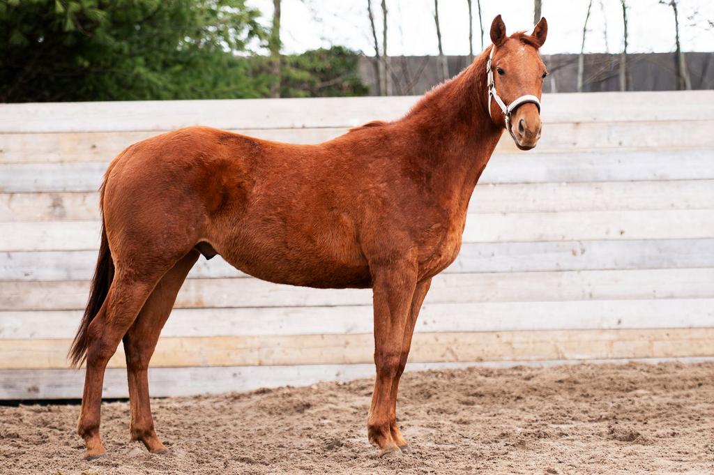 2 jarige coole quater, Moins de 160 cm, Cheval western, Avec pedigree, 0 à 2 ans