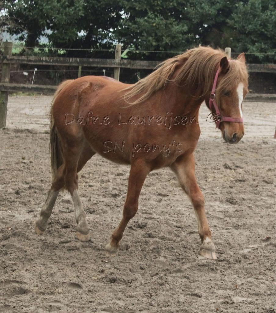 3 jarige Welsh C pony ruin 🩵🩵, Animaux & Accessoires, Chevaux, Hongre, Non dressé, Moins de 160 cm, 3 à 6 ans, Avec pedigree