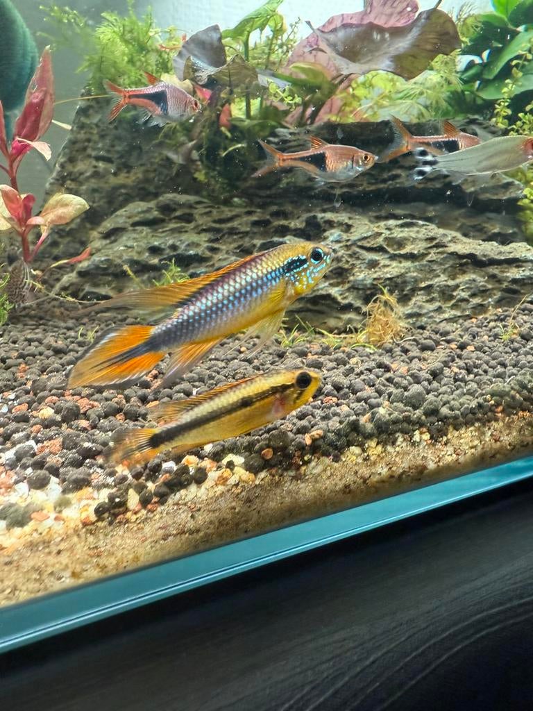 Couple d’Apistograma agasizii, Enlèvement