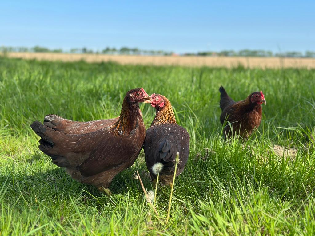 Jonge tamme Welsumer kriel kippen gesekst & ingeënt, Dieren en Toebehoren, Vrouwelijk, Kip
