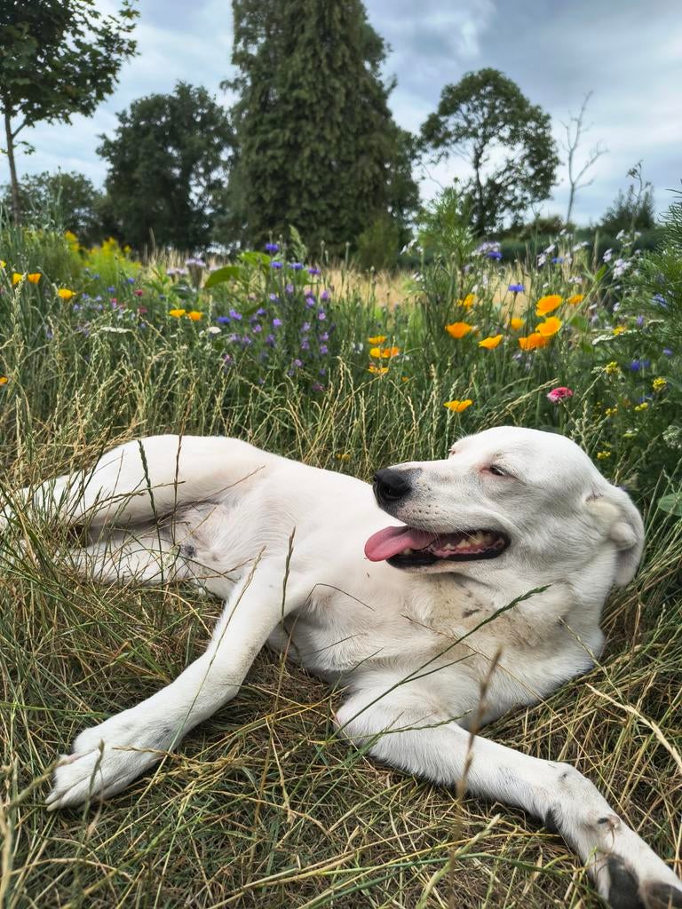 Tuinwerken onderhoud en kleine aanleg., Enlèvement