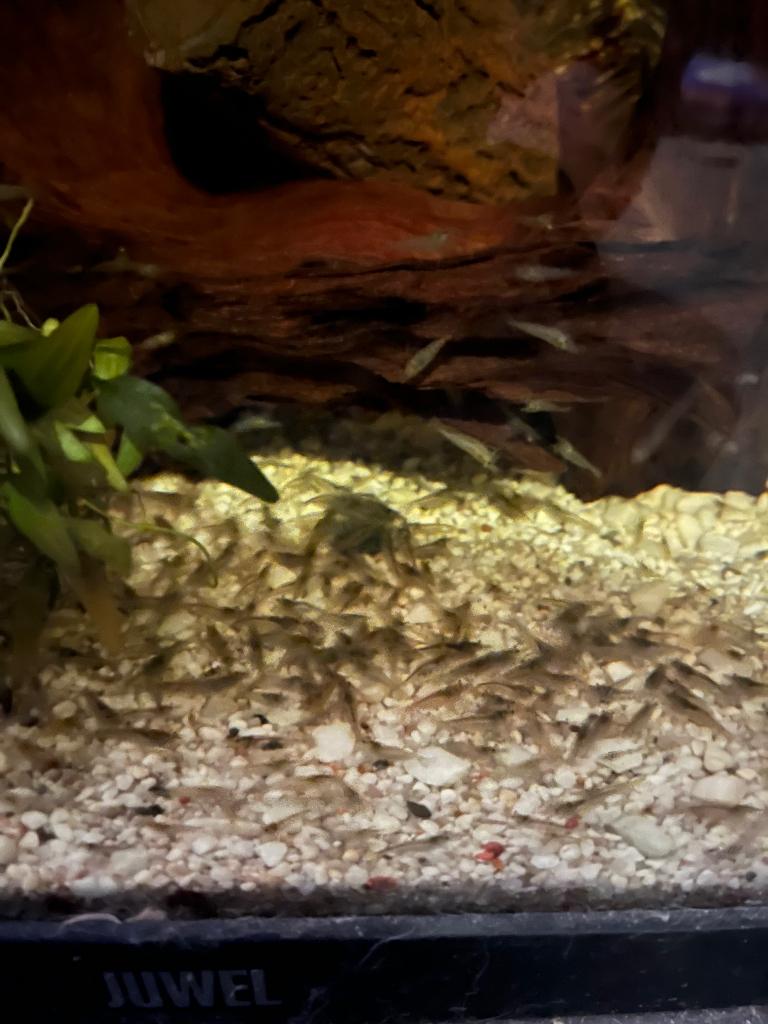Garnalen 25st/€10, Dieren en Toebehoren, Vissen | Aquariumvissen, Zoetwatervis, Kreeft, Krab of Garnaal
