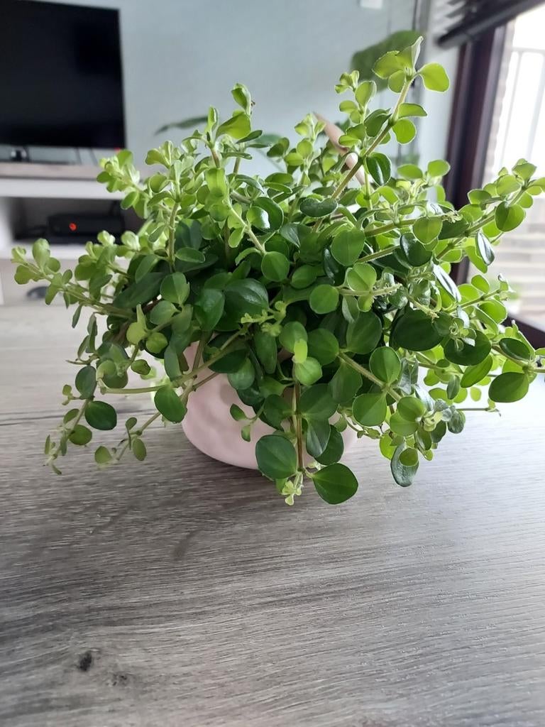 Kamerplant MET stenen buitenpot, Ophalen