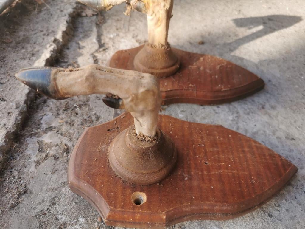 Herten trofee, Ophalen of Verzenden