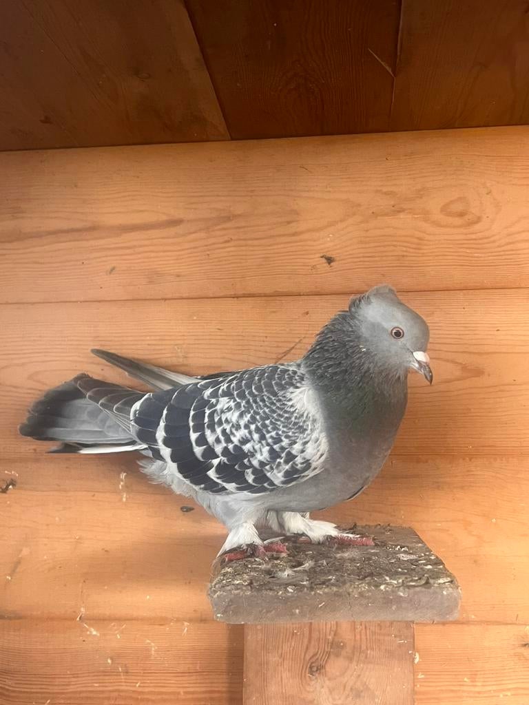 Pigeon Takla femelle, Animaux & Accessoires, Femelle