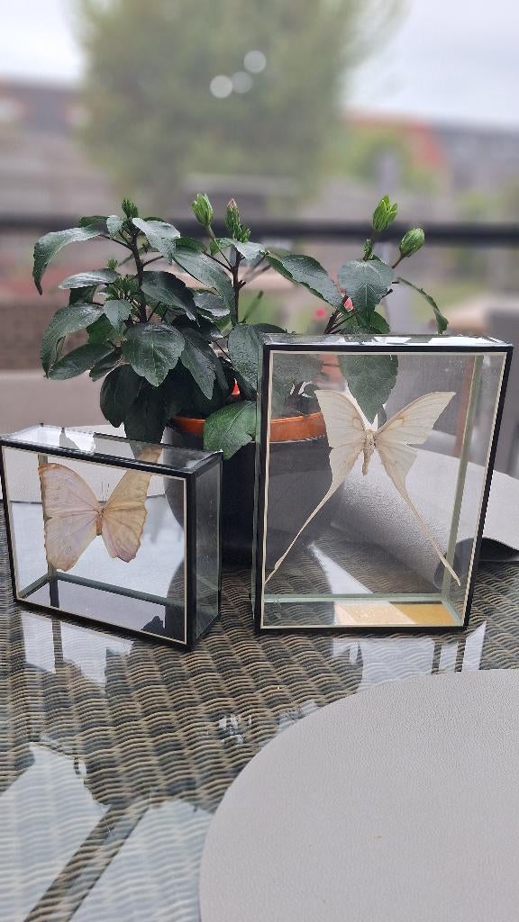 opgezette vlinders, Ophalen of Verzenden, Overige soorten, Opgezet dier