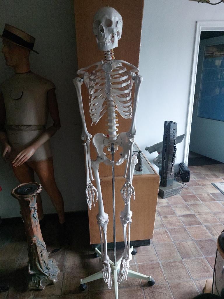 Scelet uit doctorspraktijk, Ophalen