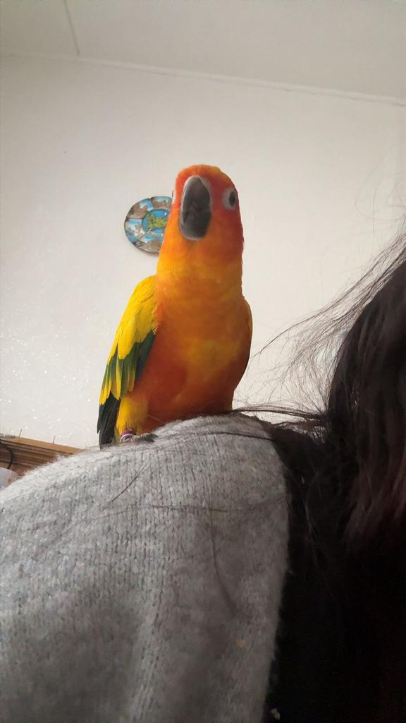 Conure soleil