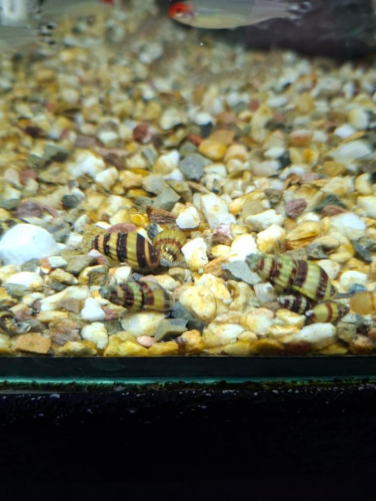 Helena slakken  locatie maastricht