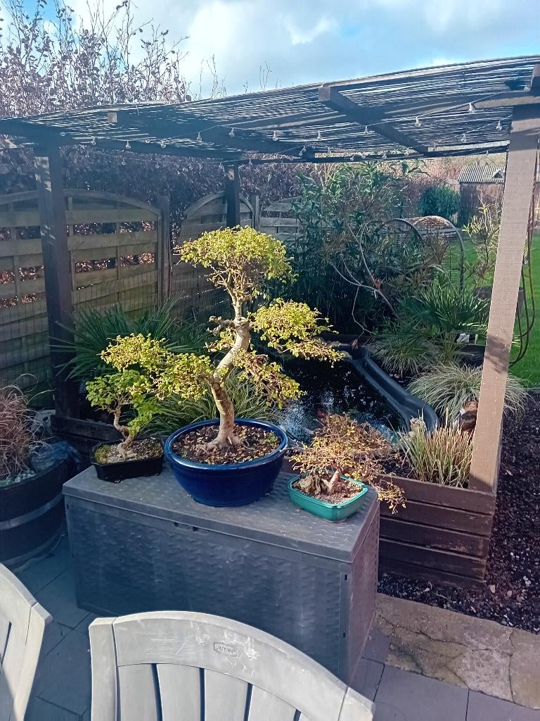 Bonsai ulmus, En pot, Moins de 100 cm, Autres espèces, Enlèvement