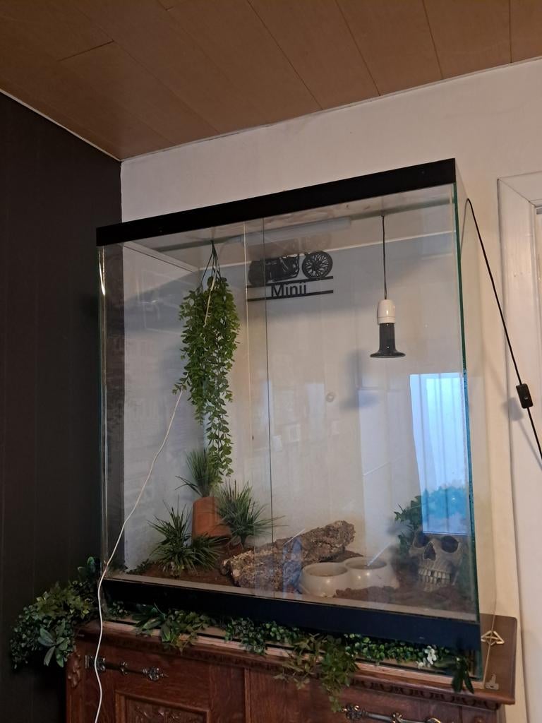Terrarium met korenslang, Dieren en Toebehoren, Ophalen