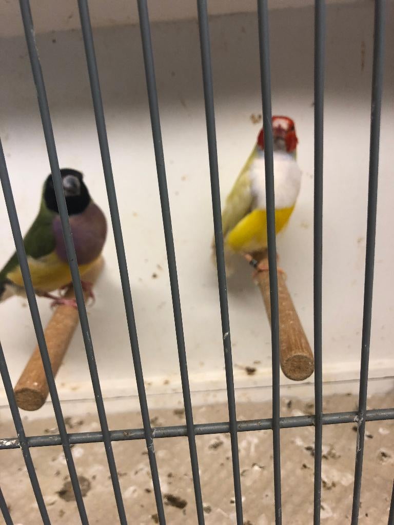 vogels, Dieren en Toebehoren, Vogels | Kanaries, Meerdere dieren