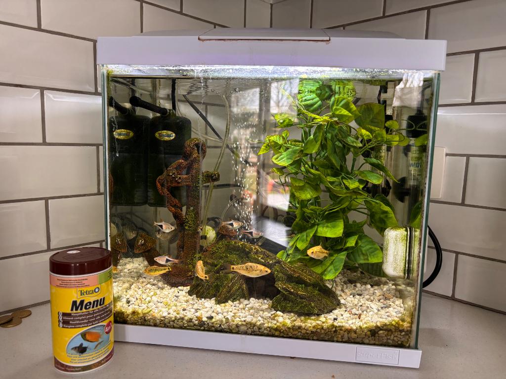 Aquarium, Ophalen, Gebruikt, Gevuld zoetwateraquarium