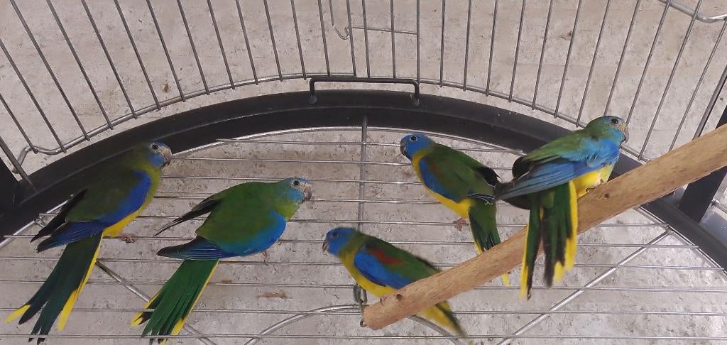 2025 turquoisine parkieten wildkleur (gele buik), Dieren en Toebehoren, Vogels | Parkieten en Papegaaien, Meerdere dieren, Parkiet