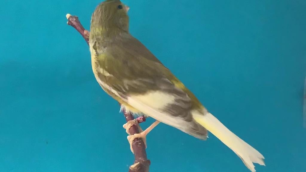 Je suis à la recherche des femelles raza jaspe espagnol, Animaux & Accessoires