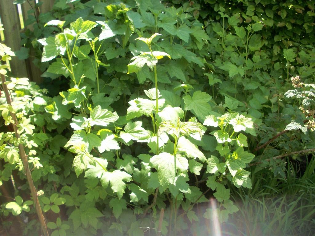 Aalbes of Ribes planten, Ophalen, Minder dan 100 cm, Overige soorten, Volle zon