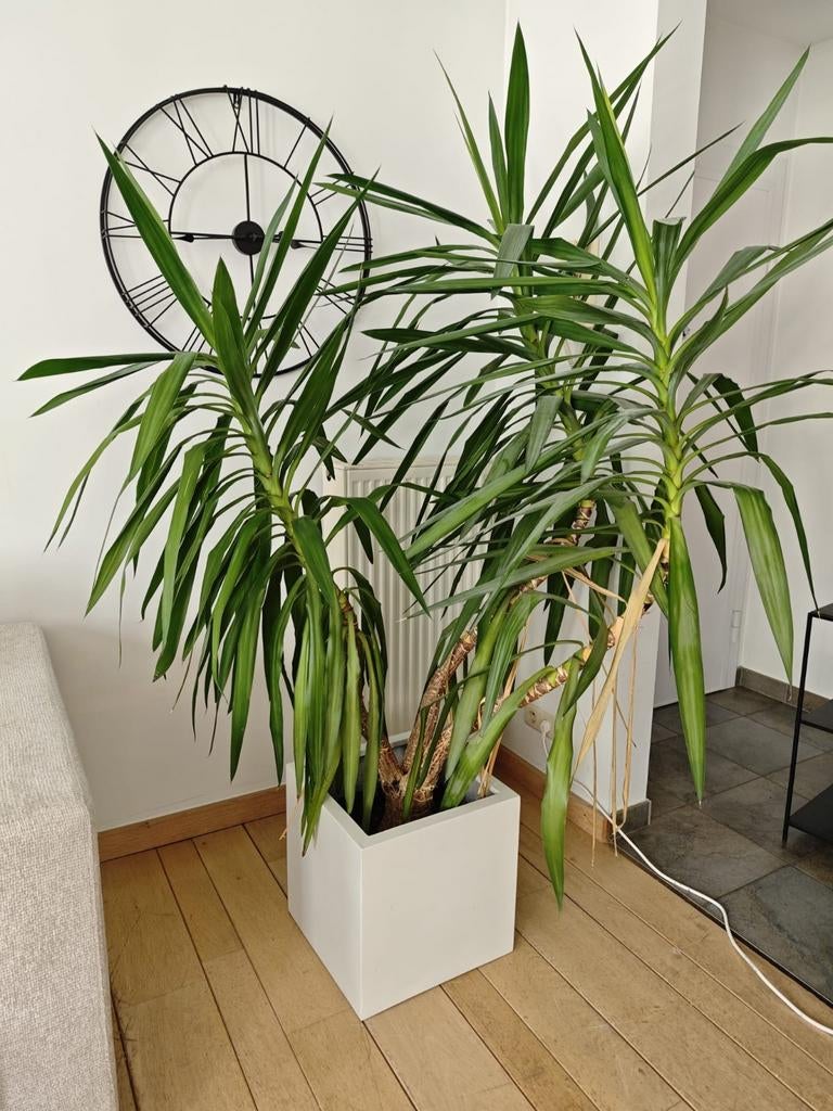 2 grote binnenhuisplanten met pot te koop, Huis en Inrichting, Ophalen, In pot