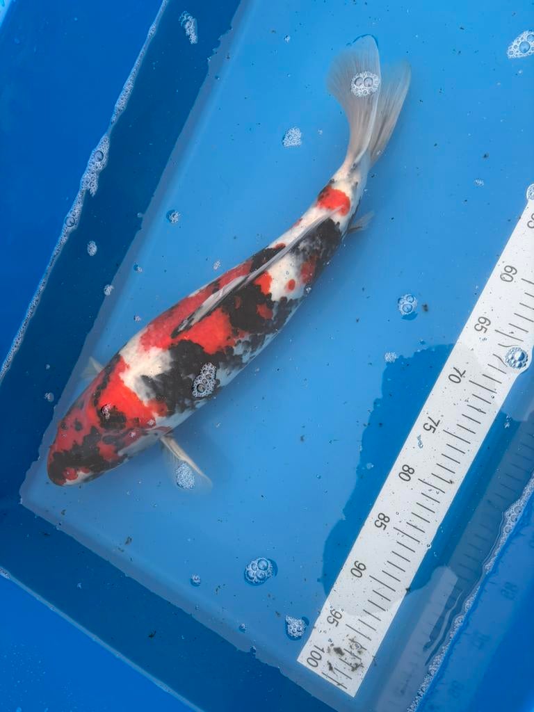 Showa 52 cm van isa koi farm met certificaat, Dieren en Toebehoren
