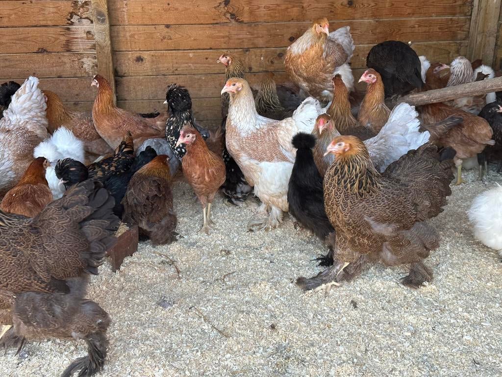 Zeer mooie brahma kippen, Dieren en Toebehoren, Pluimvee