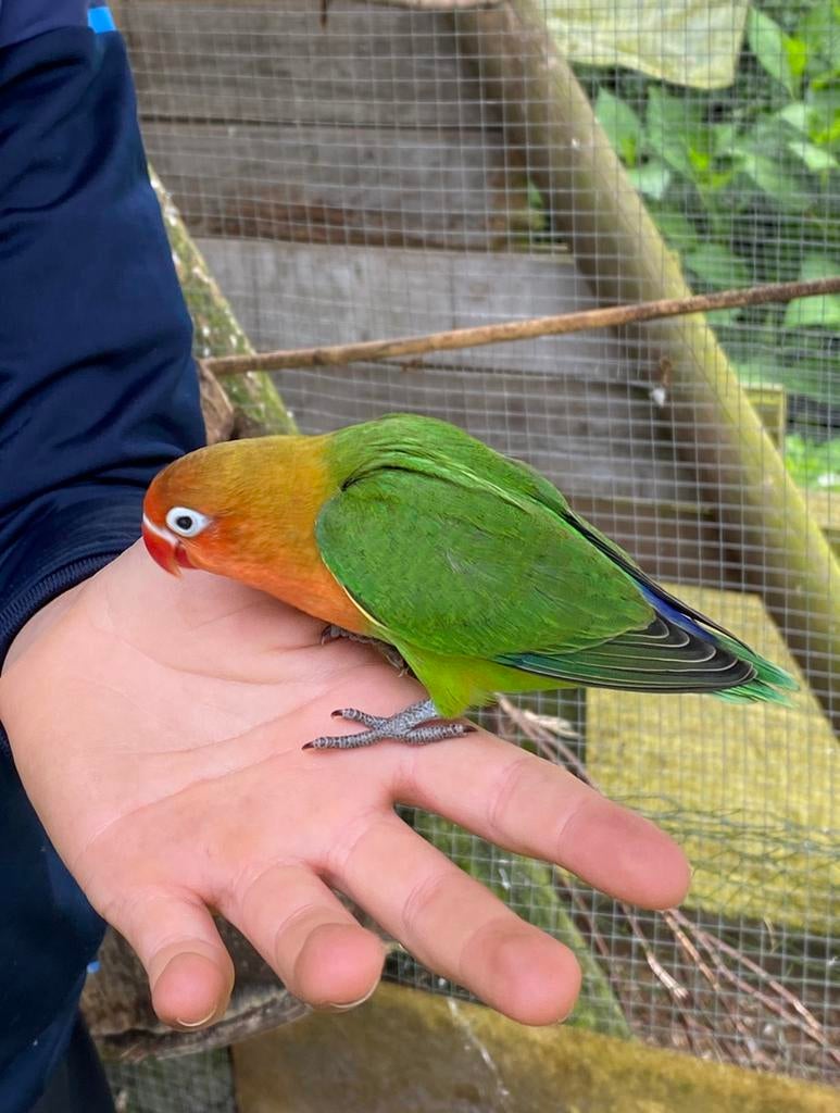 Agapornis Fischeri ou Agapornis à tête rose, Sexe inconnu, Perroquet nain ou Inséparable