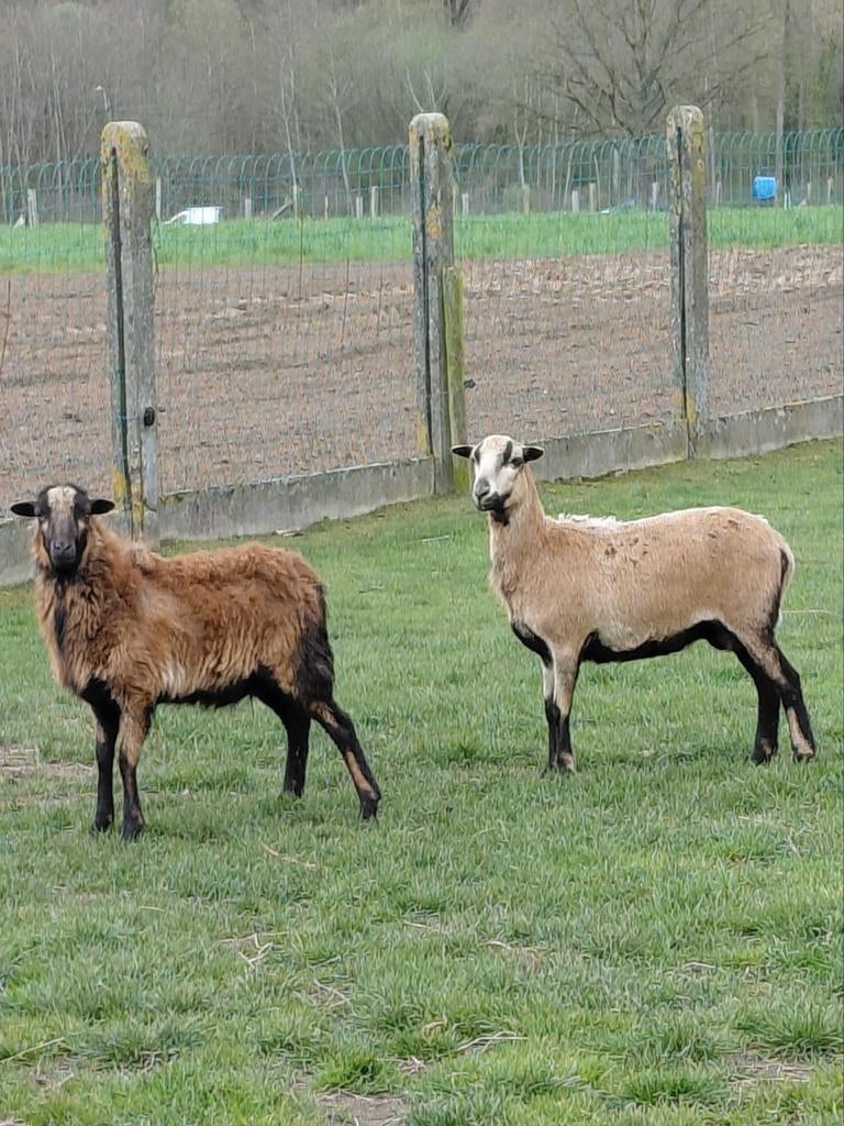 Kameroen Schapen, Dieren en Toebehoren, Schapen, Geiten en Varkens
