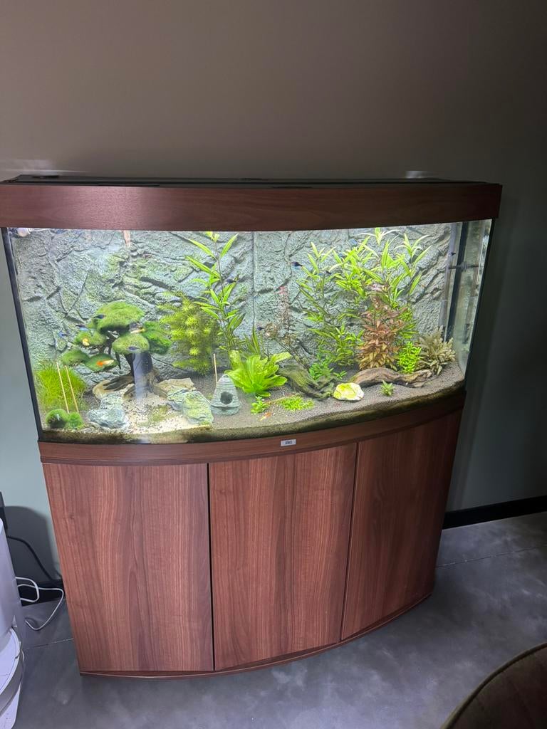 Juwel vision 260 compleet ( met vissen en planten ), Dieren en Toebehoren, Ophalen, Inclusief vissen, Juwel, Gevuld zoetwateraquarium