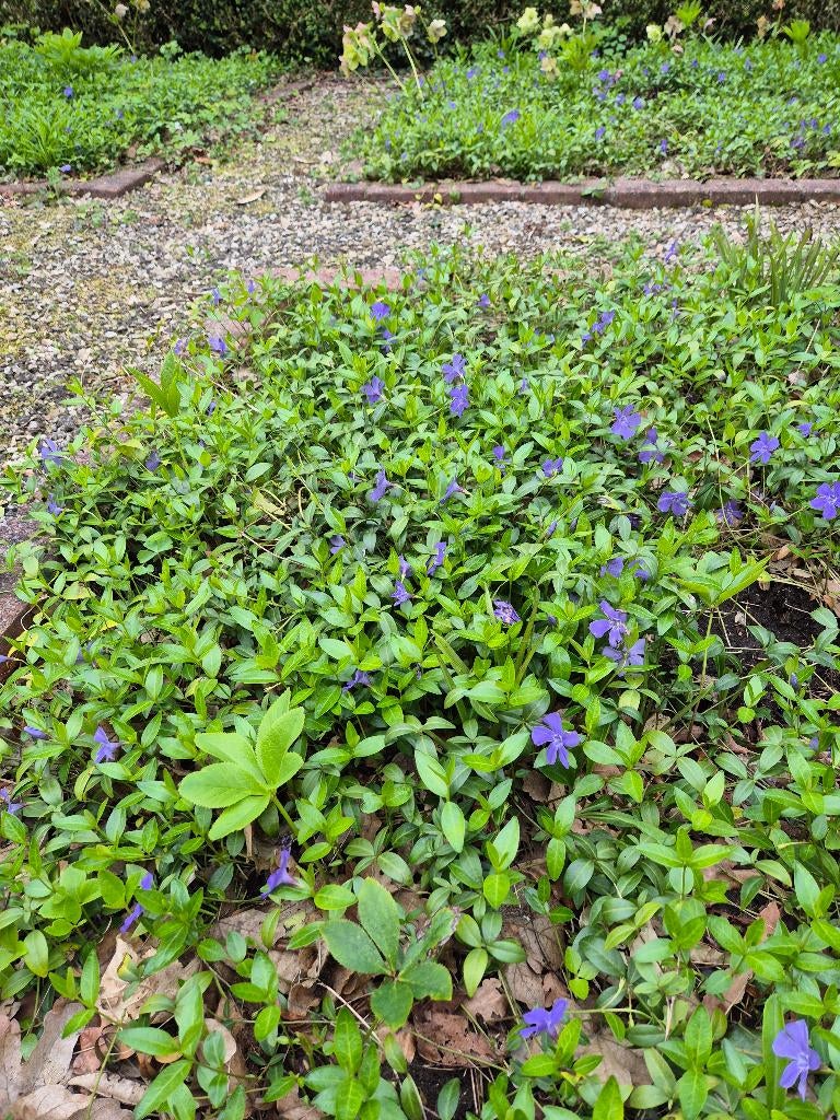 Kleine maagdenpalm, Tuin en Terras, Ophalen, Bodembedekkers, Vaste plant, Halfschaduw