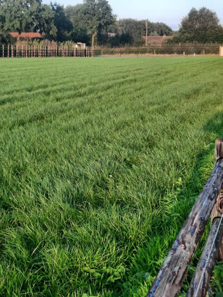 PAARDE WEI TE HUUR, Weidegang