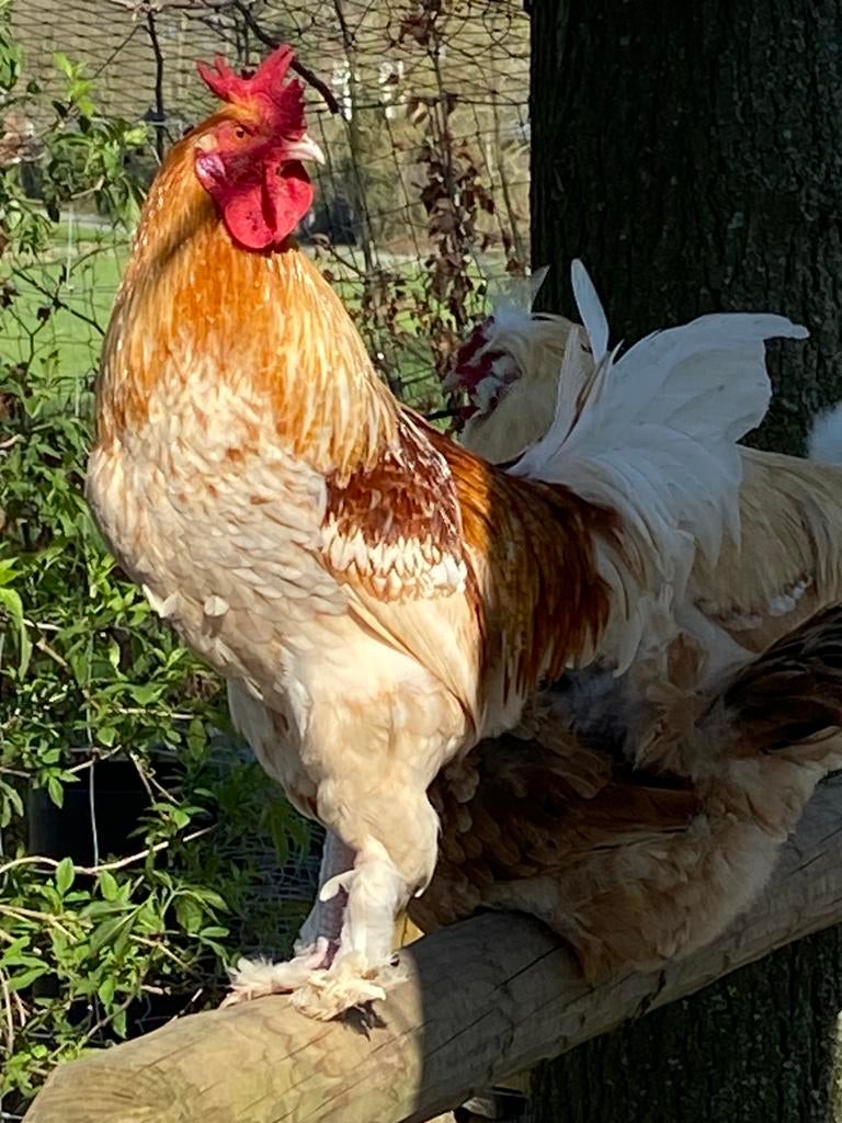 Haan handtam, Dieren en Toebehoren, Pluimvee