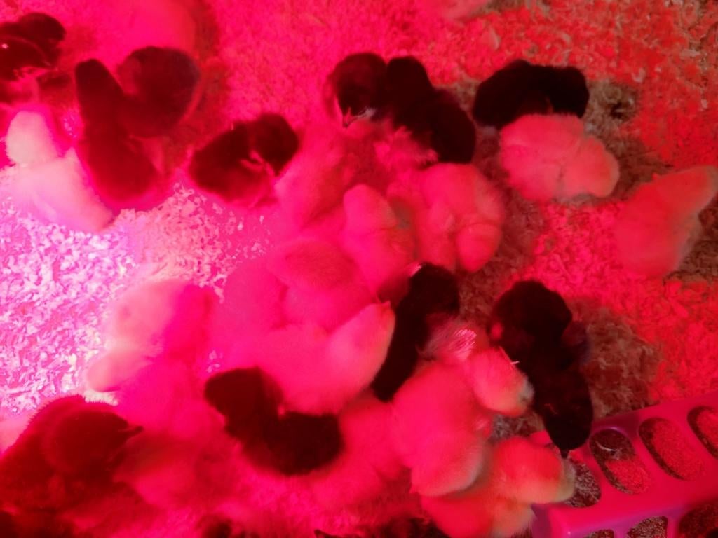 Kuikens, Dieren en Toebehoren