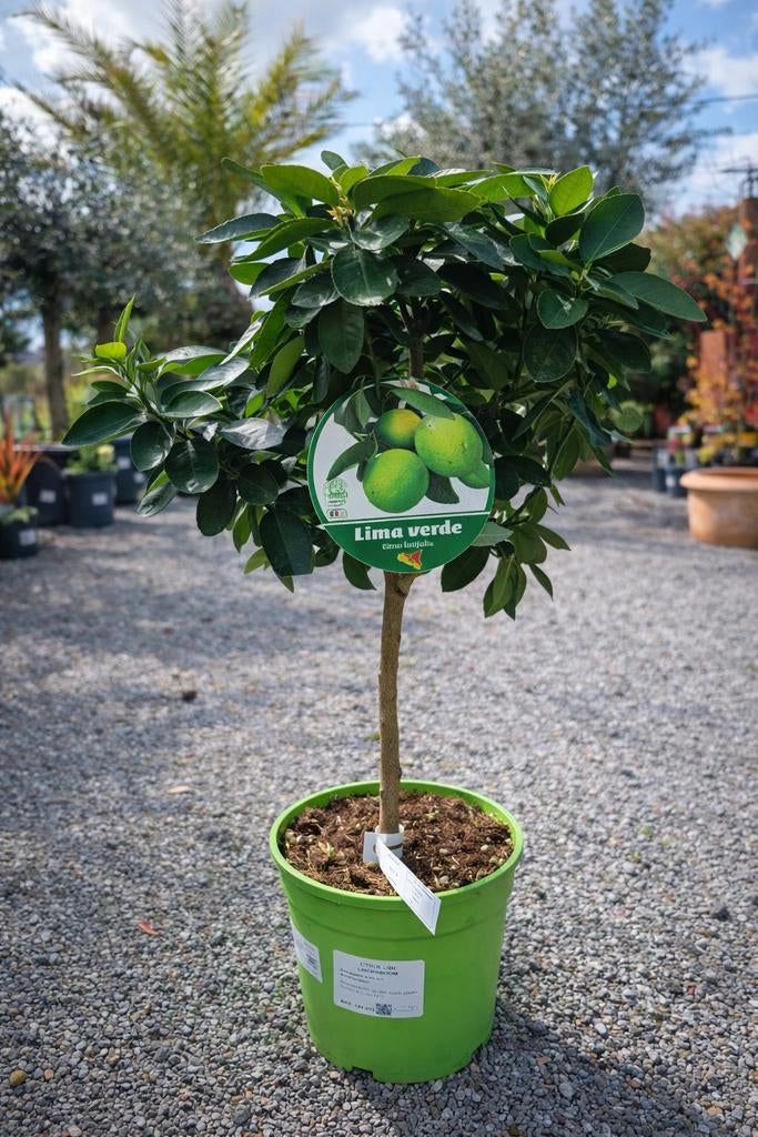 Citrus Limoen, Ophalen