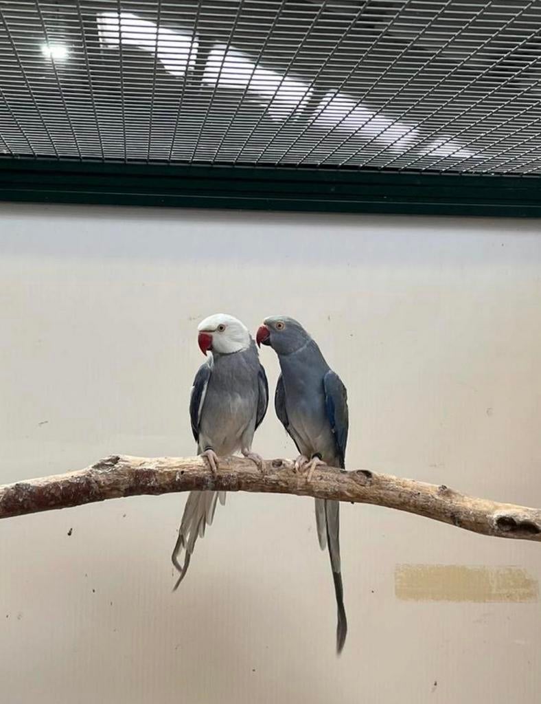 Koppel halsbandparkieten, Dieren en Toebehoren, Meerdere dieren, Parkiet, Geringd