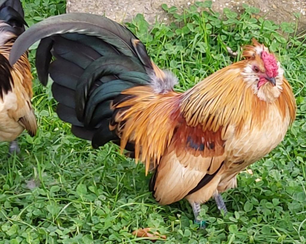 RECHERCHÉ : Le coq frisé barbu de Watermael, Animaux & Accessoires, Mâle, Poule ou poulet