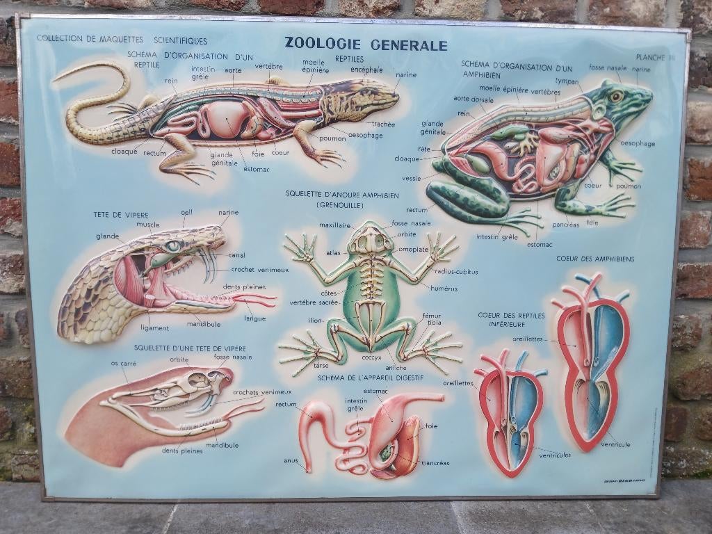 Planches scolaires zoologiques et anatomiques, Enlèvement, Nature et Biologie