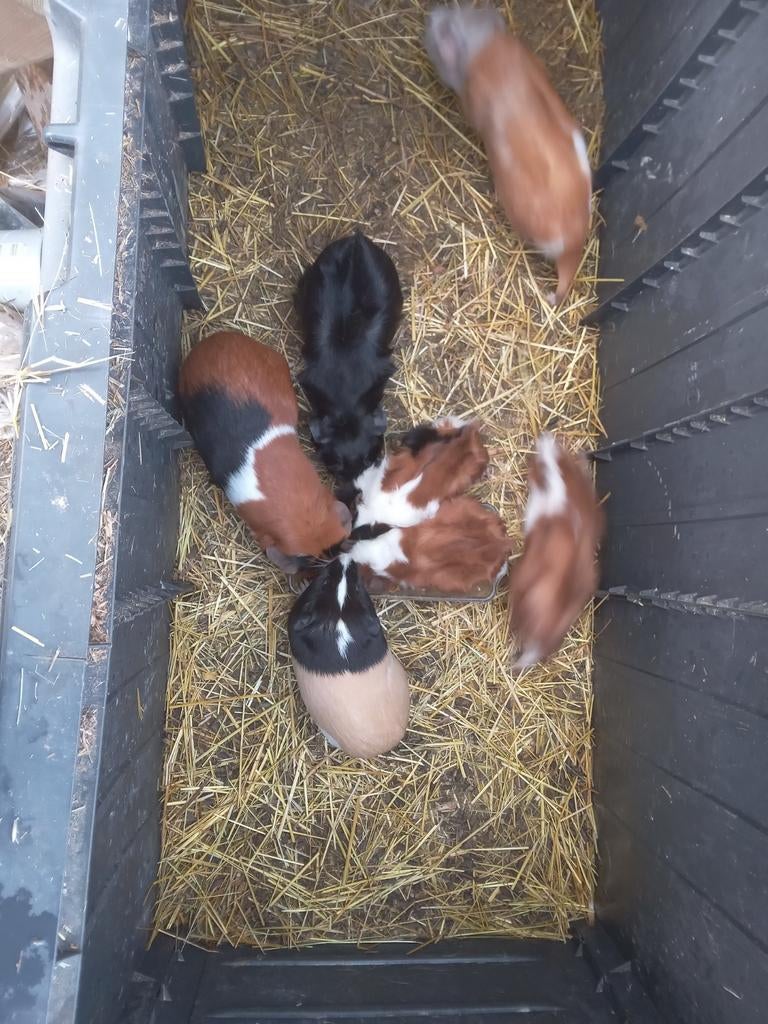 Cavia te koop. 10e vr 7e man. 10 w oud, Dieren en Toebehoren, Konijnen