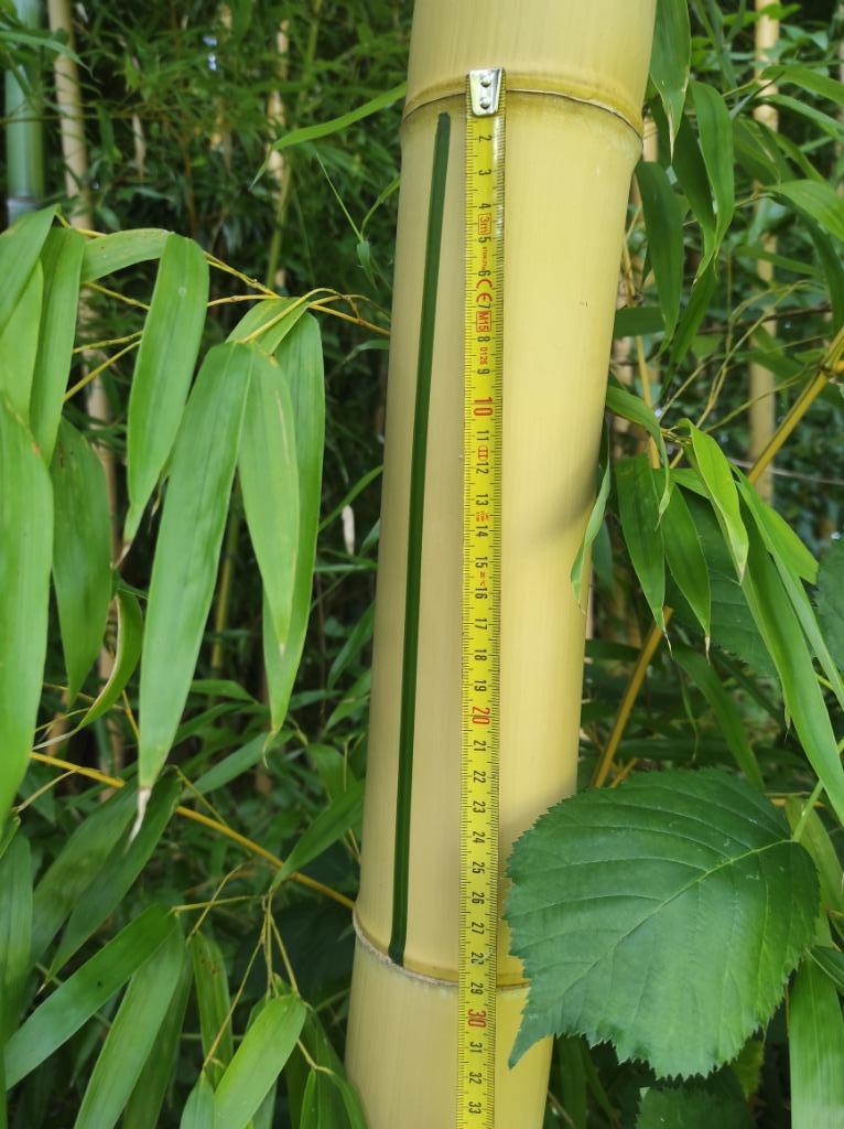 Gros et Grand bambou (Chaume) sur Mons, Bricolage & Construction, Bois & Planches, Neuf, 50 mm ou plus, 300 cm ou plus, Autres essences de bois